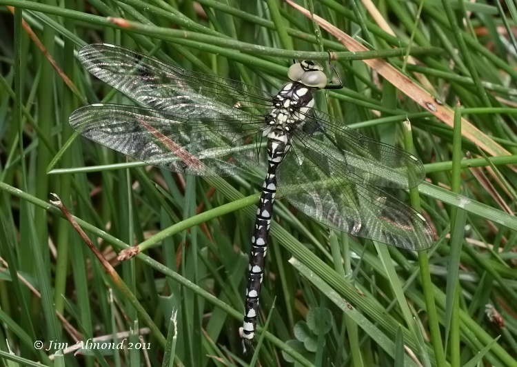 Southern Hawker male teneral Titterstone Clee 9 7 11  IMG_3728.jpg
